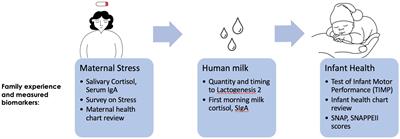 Association between maternal stress and premature milk cortisol, milk IgA, and infant health: a cohort study